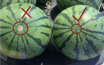 Kako izbrati popolnoma zrelo lubenico: 6 preprostih namigov