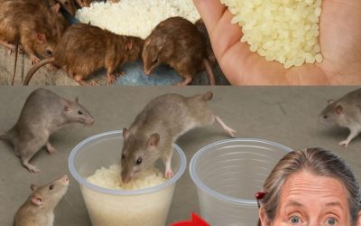 This will make the rats and roaches disappear in just one day…