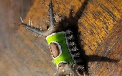 I saw something strange on the floor in my house and didn’t even realize what it was. It looked almost like a piece of bright green plant.