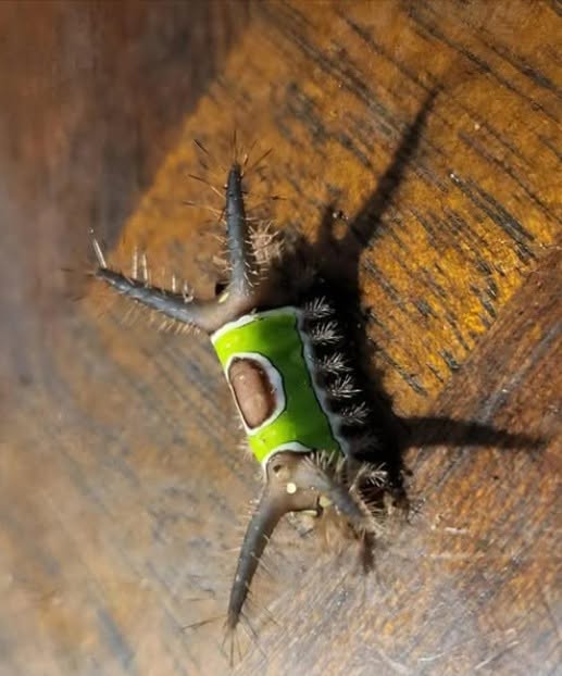 I saw something strange on the floor in my house and didn’t even realize what it was. It looked almost like a piece of bright green plant.