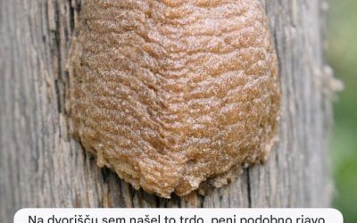 Na dvorišču sem našel to trdo, peni podobno rjavo strukturo, pritrjeno na ograjo. Hotel sem jo postrgati, a sem okleval. Kaj je to?