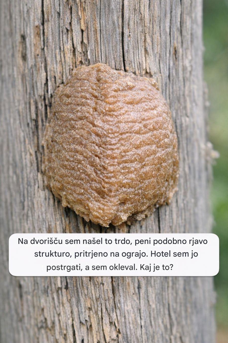 Na dvorišču sem našel to trdo, peni podobno rjavo strukturo, pritrjeno na ograjo. Hotel sem jo postrgati, a sem okleval. Kaj je to?