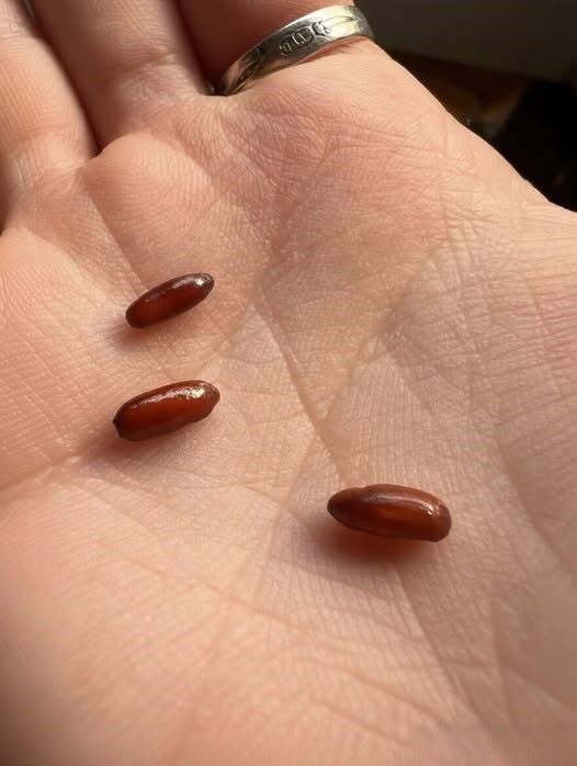 Pravkar sem na svoji postelji odkrila te čudne rdečkasto rjave kapsule – in bolj ko sem jih gledala, bolj sem spoznavala, kako lahko navadni gospodinjski predmeti sprožijo nepričakovan strah, zmedo in iskanje pomirjujočih odgovorov.