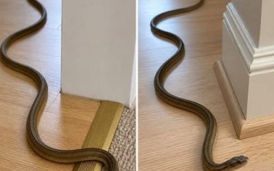 “Kaj storiti, če v svojem domu najdete kačo: vzroki, varnostni nasveti in preprečevanje”
