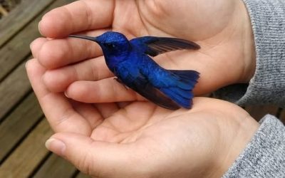Ali ste vedeli, da če kolibri pride v vaš dom, to pomeni nekaj posebnega?