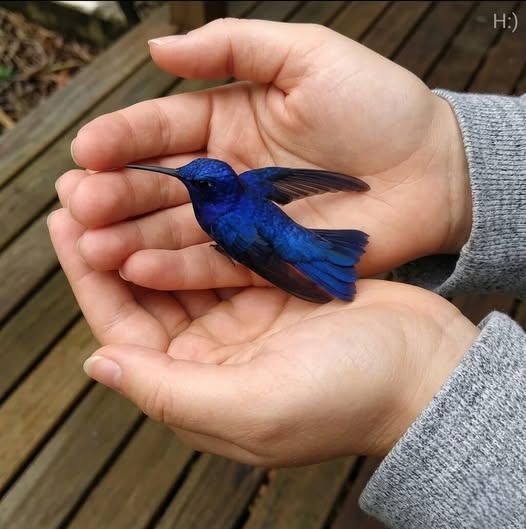 Ali ste vedeli, da če kolibri pride v vaš dom, to pomeni nekaj posebnega?