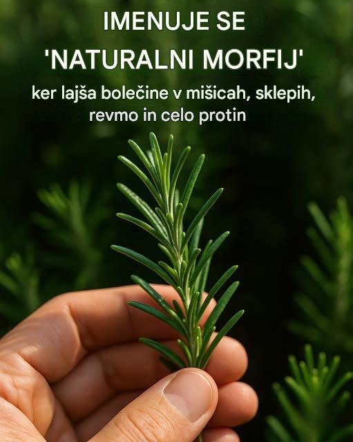 Kako pozdraviti rožmarin