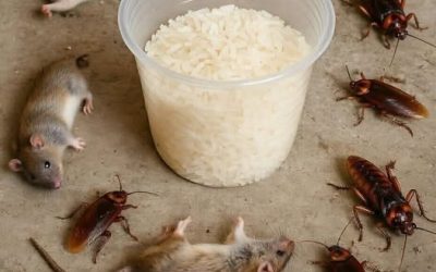 Kako se znebiti podgan in ščurkov z rižem: Učinkovito in naravno domače zdravilo