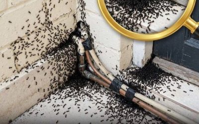 Perché le formiche compaiono improvvisamente in casa tua