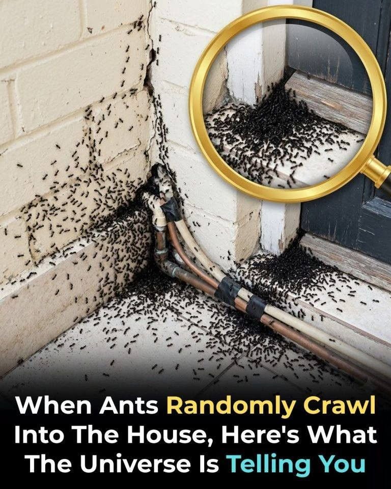 Why do ants suddenly appear in your house?