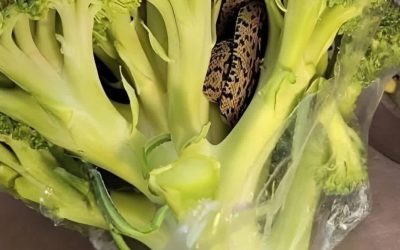 Presenetljivo odkritje v vrečki brokolija iz trgovine Aldi: kulinarična pustolovščina, ki je spremenila vse …