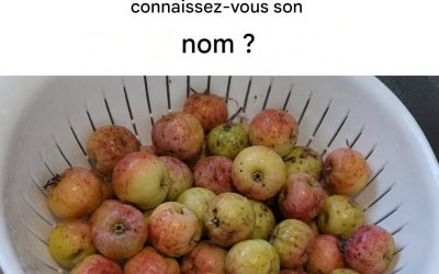 Pozabljeno sadje, ki izboljša prebavo in poveča obrambo