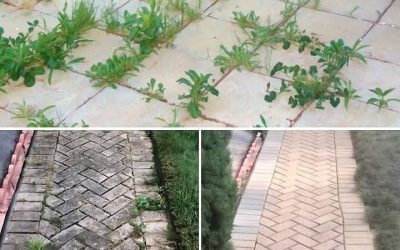Kako trajno in naravno odstraniti plevel