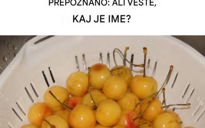 Skoraj pozabljene, a okusne in polne koristi: bele češnje