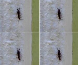 Warning! If You Have Found This Insect in Your Home, It’s a Sign That You Need to Act Immediately