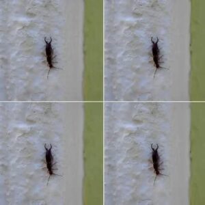 Warning! If You Have Found This Insect in Your Home, It’s a Sign That You Need to Act Immediately