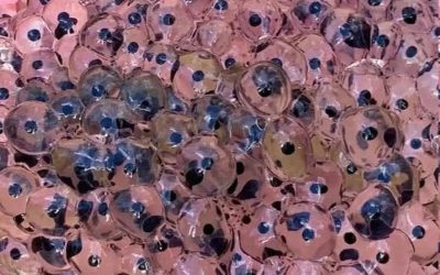 Kmet na svojem polju odkrije nenavadna jajca – Biologi so identificirali redko vrsto drevesne žabe