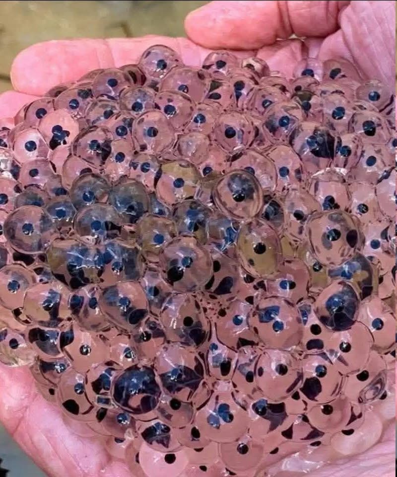 Kmet na svojem polju odkrije nenavadna jajca – Biologi so identificirali redko vrsto drevesne žabe