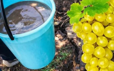 Dodajte ga spomladi trtam – in grozdje bo veliko, sočno in sladko!