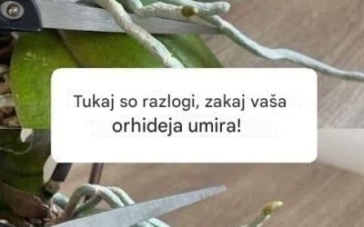 Tukaj so razlogi, zakaj vaša orhidejska vrata!