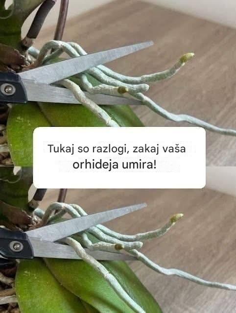 Tukaj so razlogi, zakaj vaša orhidejska vrata!