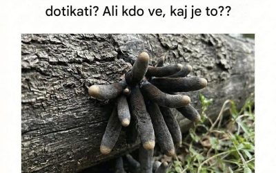 Kaj je nenavadna gliva, ki je videti kot roka, ki sega iz zemlje? Grozljiva resnica o “prstih mrtvega moža”