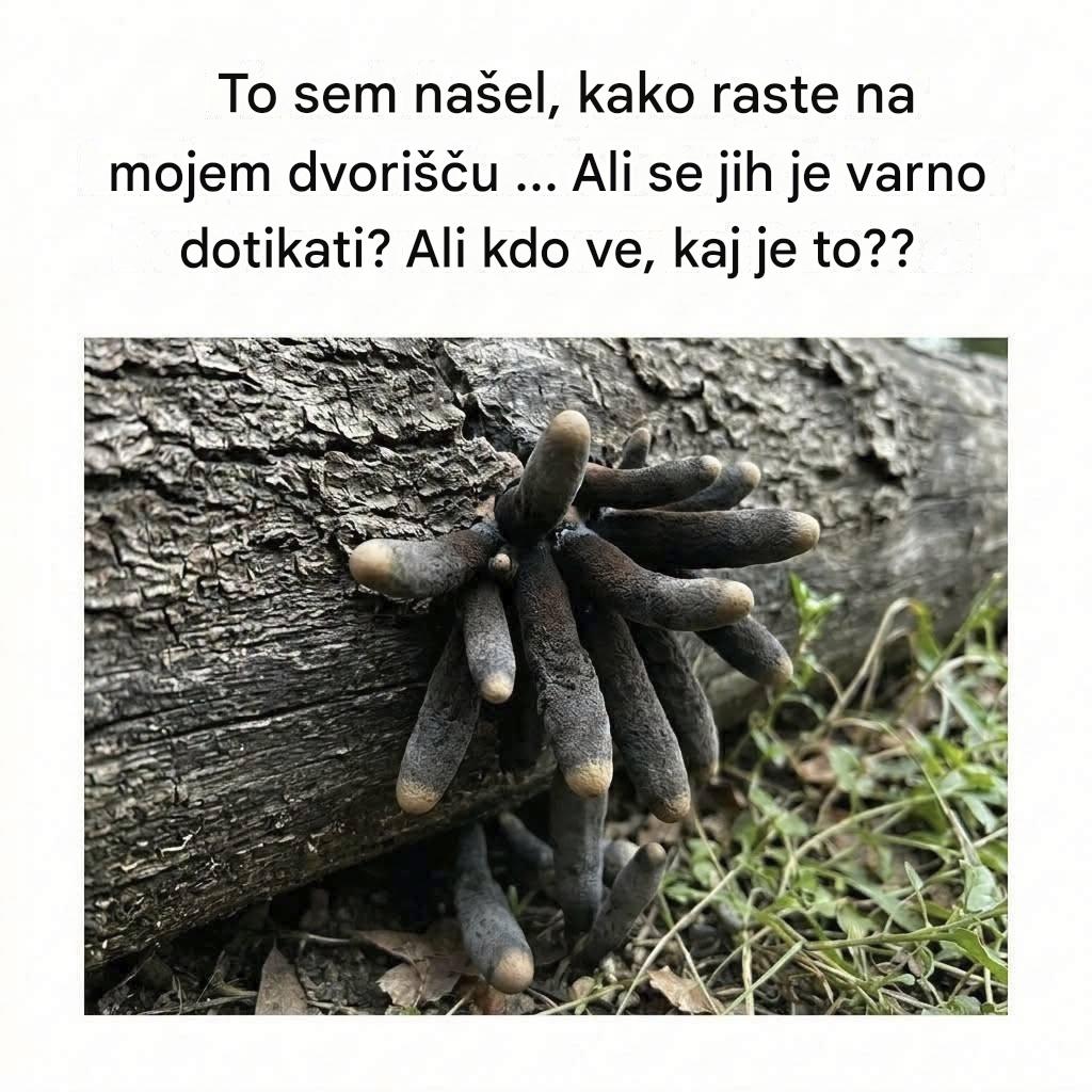 Kaj je nenavadna gliva, ki je videti kot roka, ki sega iz zemlje? Grozljiva resnica o “prstih mrtvega moža”