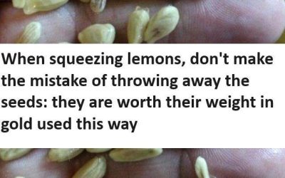 When squeezing lemons, don’t make the mistake of throwing away the seeds: they are worth their weight in gold used this way