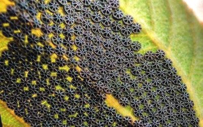 Don’t touch them if you see them on your plants.