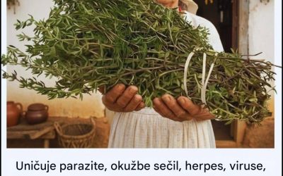 Najmočnejše zelišče, ki ga mnogi ljudje še vedno ignorirajo