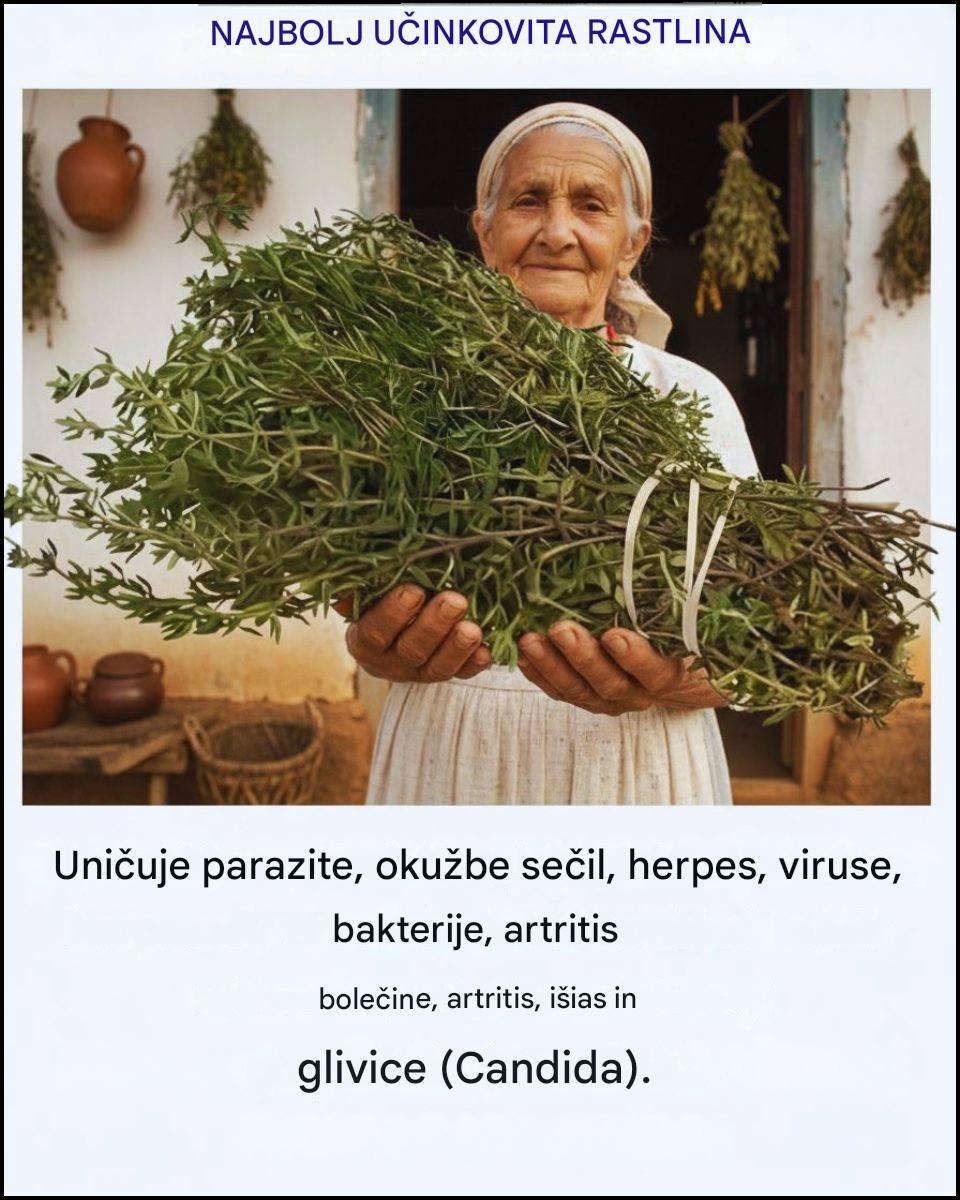 Najmočnejše zelišče, ki ga mnogi ljudje še vedno ignorirajo