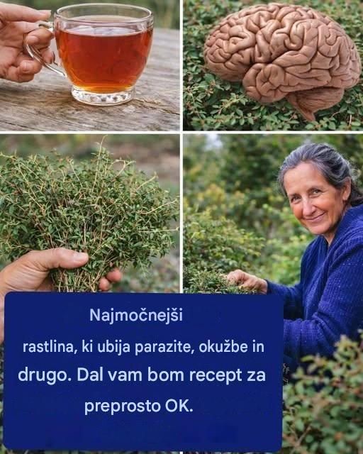 Najmočnejša rastlina, ki uničuje parazite, okužbe in še več. Dal vam bom recept za preprosto OK.