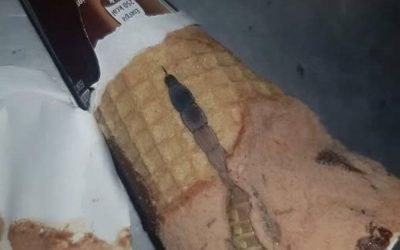 Danes je moja hči odvila svoj najljubši čokoladni sladoled, ki ga je skoraj vsak dan po šoli. Vse je bilo kot običajno: hrustljav kornet, sladek vonj, gladka čokoladna plast na vrhu. Nekaj ​​sekund kasneje pa sem jo presenečeno slišala reči: “Mami, poglej, kaj je to!” Šla sem bližje in v notranjosti zagledala nekaj čudnega in temnega, kot kos ovojnega papirja ali sladkarije. Najprej smo mislili, da je le napaka, nato pa smo pomislili, da je morda noter prišel košček čokolade … Preberi več