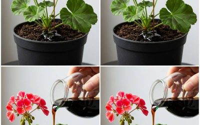 Naredite to in vaša pelargonija bo cvetela skoraj neprekinjeno več kot eno leto.