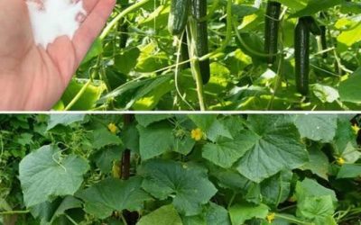 Natrijev bikarbonat – skrivni zaveznik kumar na vašem vrtu – kdaj in kako ga uporabiti…