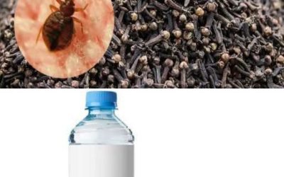 Močna mešanica z nageljnovimi žbicami za odpravo posteljnih hroščev