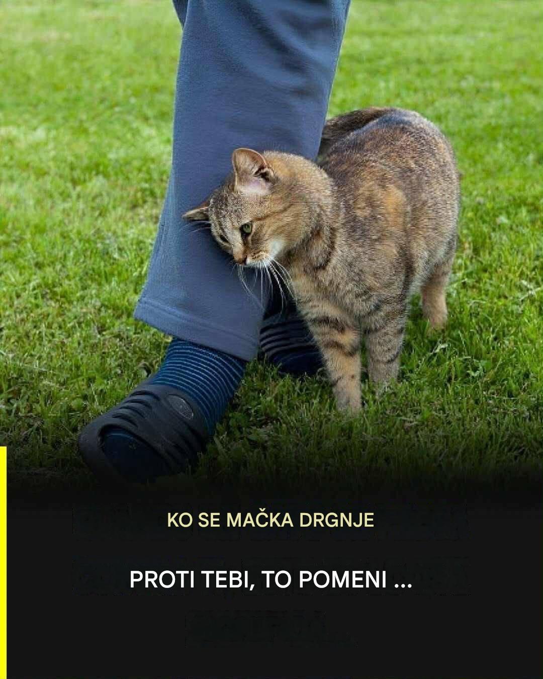 Zakaj se vaša mačka drgne ob vas in kaj vam s to gesto poskuša sporočiti?