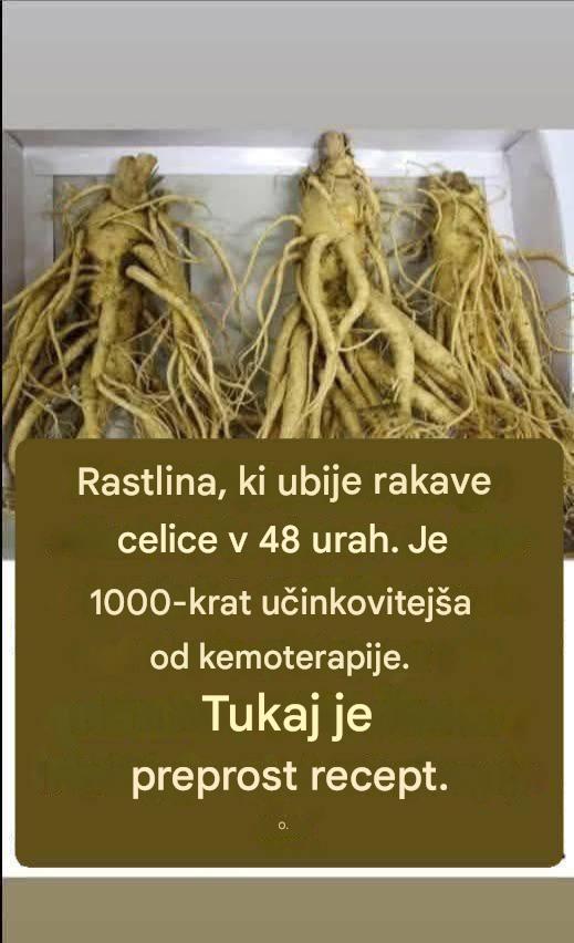 Ta korenina uniči 98 % rakov želodca, debelega črevesa, trebušne slinavke in drugih vrst raka.