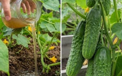 🥒S čim hraniti kumare, da bodo hitro rasle, ne bodo zbolele in bodo obilno obrodile sadove?
