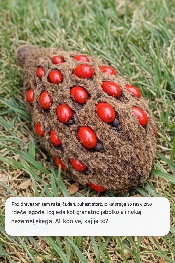 Pod drevesom sem našel čuden, puhast storž, iz katerega so rasle živo rdeče jagode. Izgleda kot granatno jabolko ali nekaj nezemeljskega. Ali kdo ve, kaj je to?