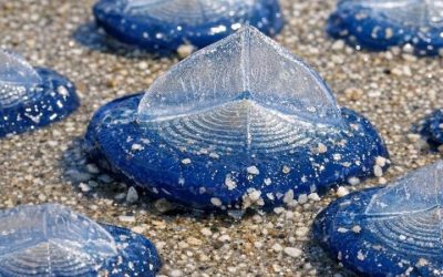 Danes sem na obalo našel na tisoče teh prozornih modrih, plastiki podobnih ovalnih oblik. Na vrhu imajo trdo plavut, spodaj pa modro želejasto strukturo. So nevarne?