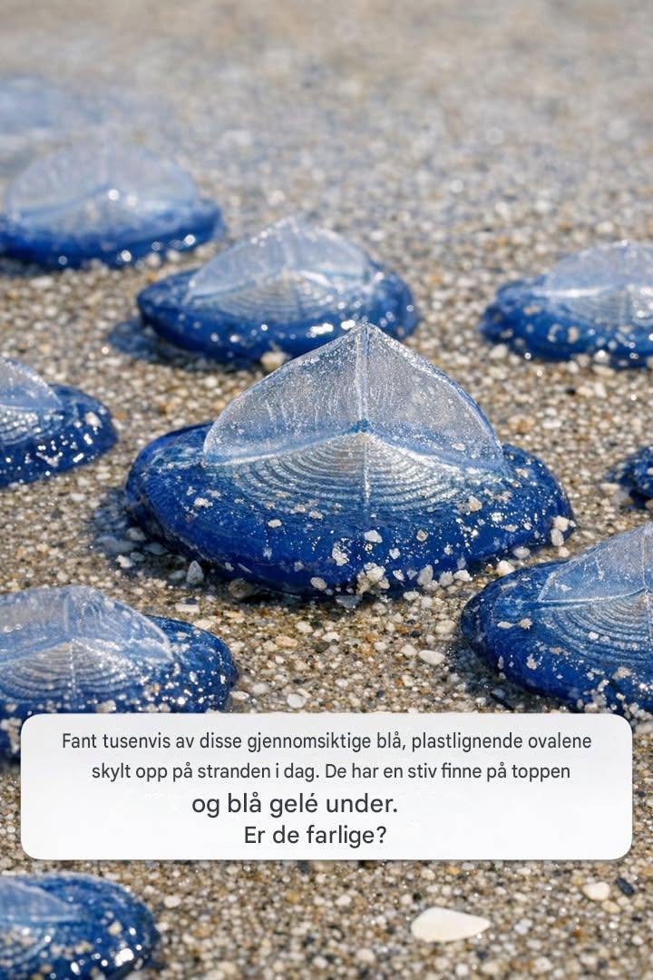 Danes sem na obalo našel na tisoče teh prozornih modrih, plastiki podobnih ovalnih oblik. Na vrhu imajo trdo plavut, spodaj pa modro želejasto strukturo. So nevarne?