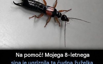 Kaj storiti, če vašega otroka ugrizne neznana žuželka…