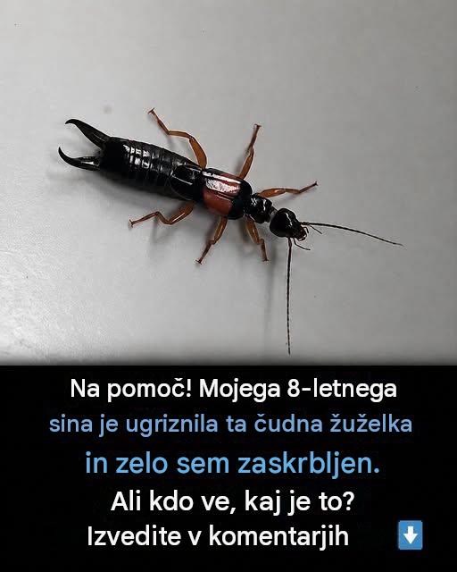 Kaj storiti, če vašega otroka ugrizne neznana žuželka…
