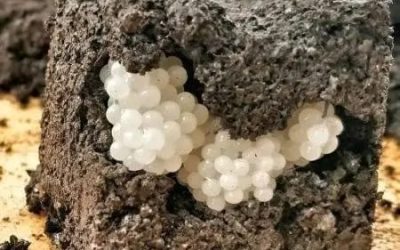 Na dvorišču sem našel nekaj čudnega: okrogle bele kroglice. Zgrožen sem bil, ko sem ugotovil, kaj so.