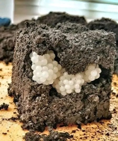 Na dvorišču sem našel nekaj čudnega: okrogle bele kroglice. Zgrožen sem bil, ko sem ugotovil, kaj so.