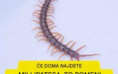 To pomeni odkritje stonoge v hiši.