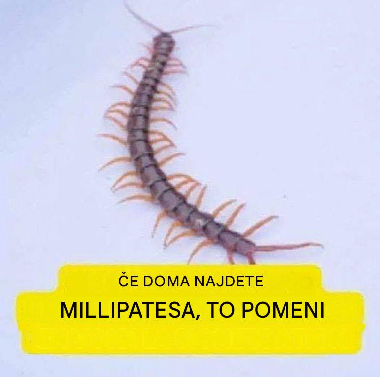 To pomeni odkritje stonoge v hiši.